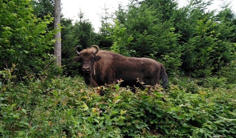 Krywa Chata dom drewniany Bieszczady