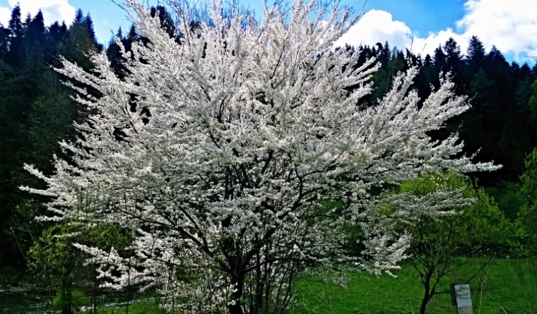 Krywa Chata dom drewniany Bieszczady