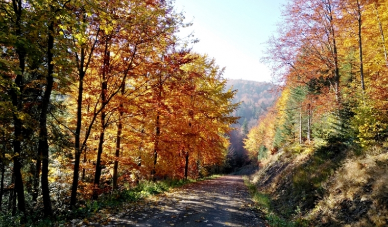 Krywa Chata dom drewniany Bieszczady